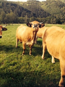 patrick chargueron vache aubrac